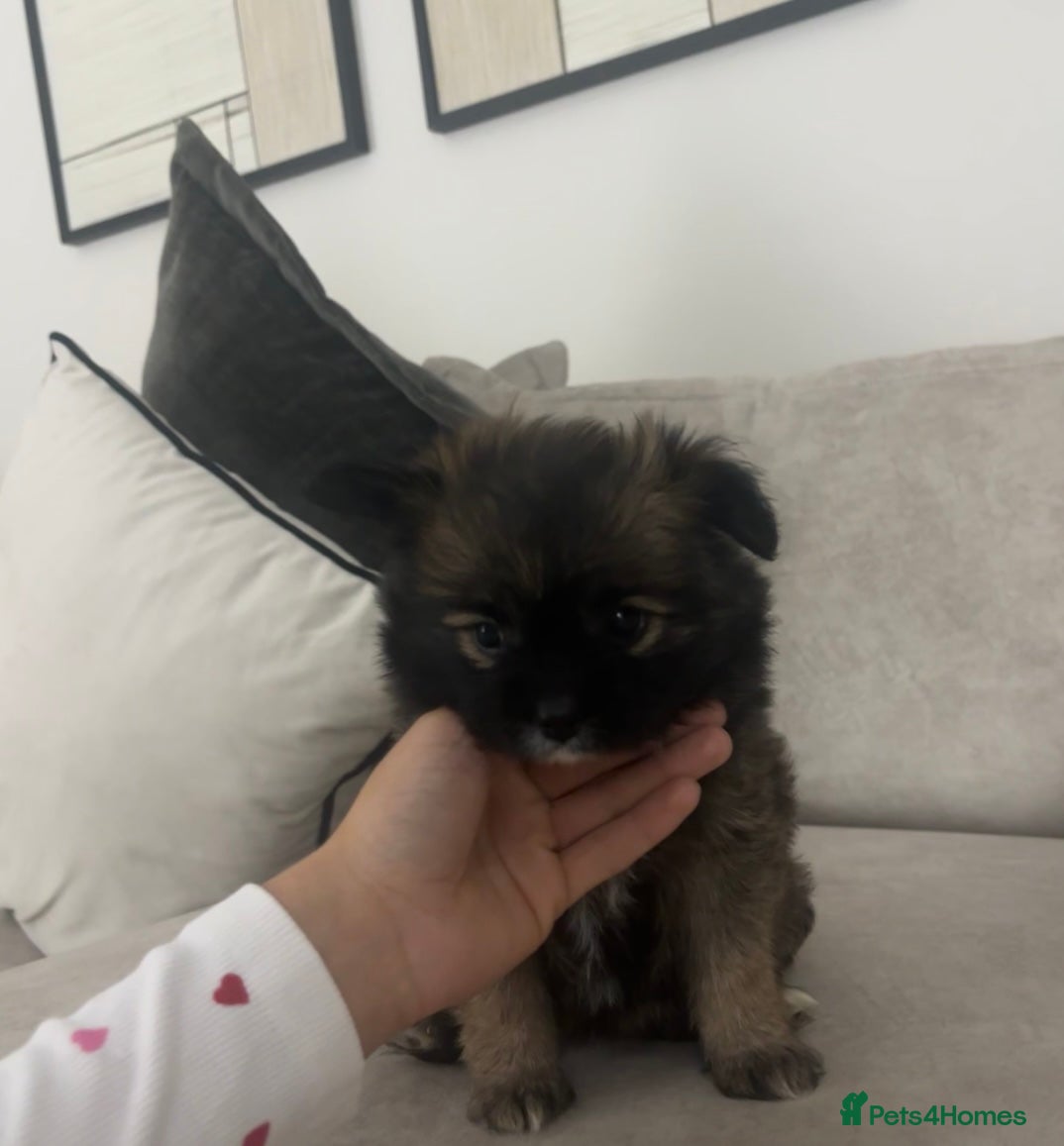 Pomchi dogs Pomchie puppies  - Advert 10