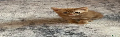 Mixed Breed Kitten 1