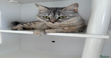 Mixed Breed cats - Advert 2