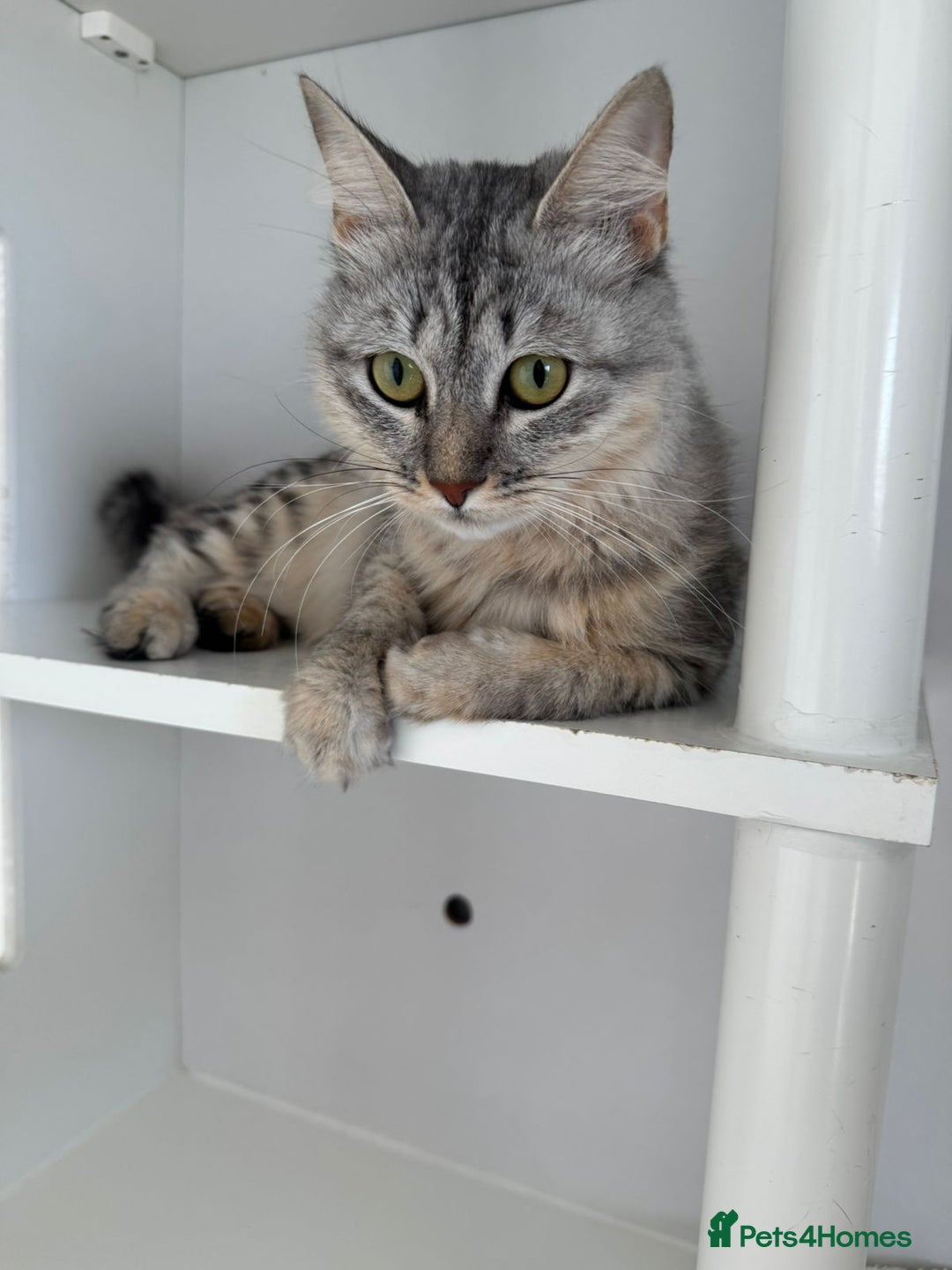 Mixed Breed cats for adoption: Aria - A Lovely & Cuddly Princess - Image 3