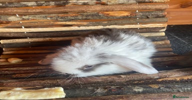 Mini Lop rabbits - Advert 4