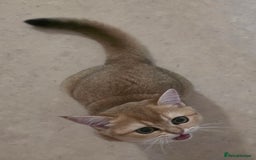 Scottish Fold cats for sale: Pedigree Golden chinchilla, TICA registered - Image 20