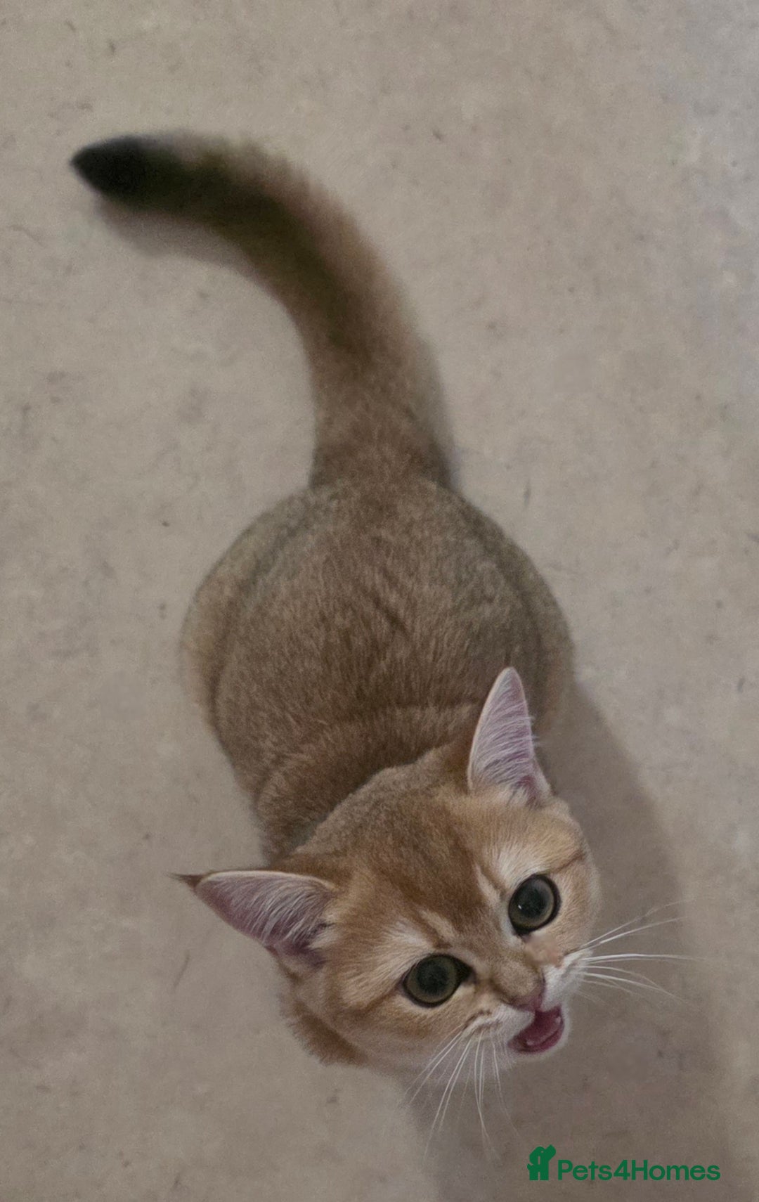 Scottish Fold cats for sale: Pedigree Golden chinchilla, TICA registered - Image 20