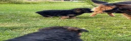 German Shepherd dogs for sale: Gorgeous female long coat German Shepherd  - Advert 10