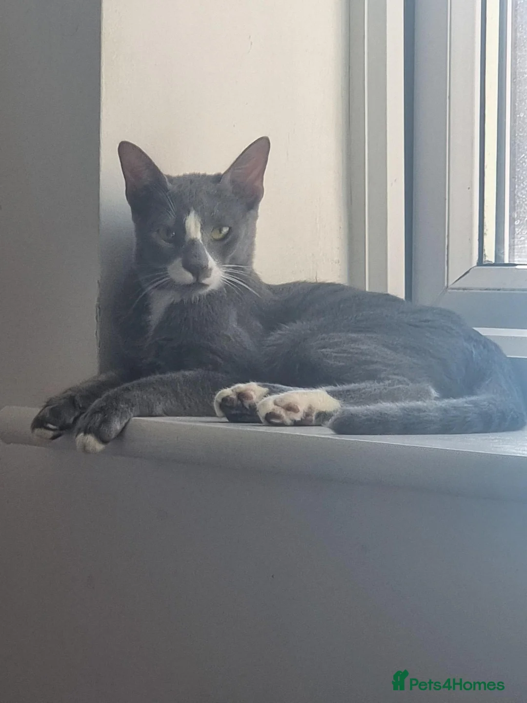 Oriental cats for sale: Oriental Shorthair Male and Female - Advert 2