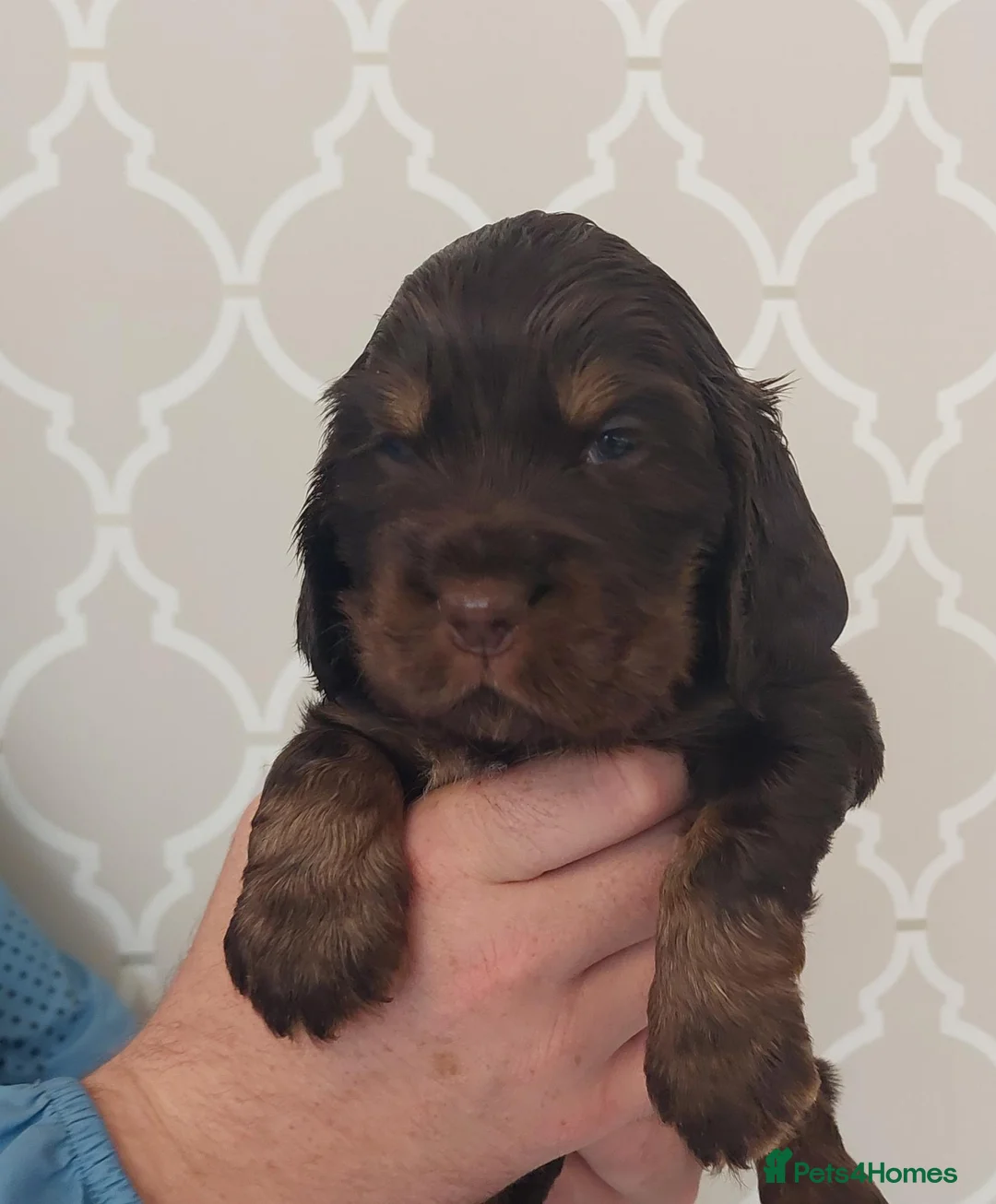 Cocker Spaniel dogs for sale: BEAUTIFUL KC REG SHOW TYPE COCKER SPANIEL PUPPIES - Advert 16