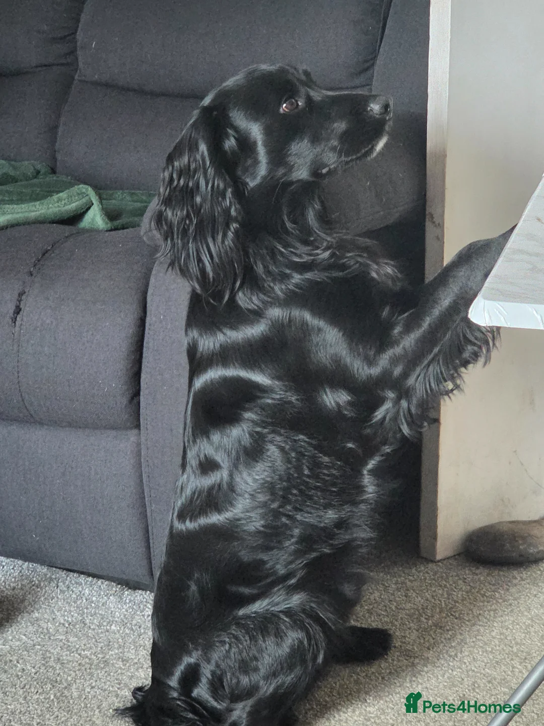 Cocker Spaniel dogs for stud: Working Cocker Spaniel for Stud - Advert 2