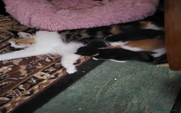 Maine Coon cats for sale: Maine Coon X - Image 6