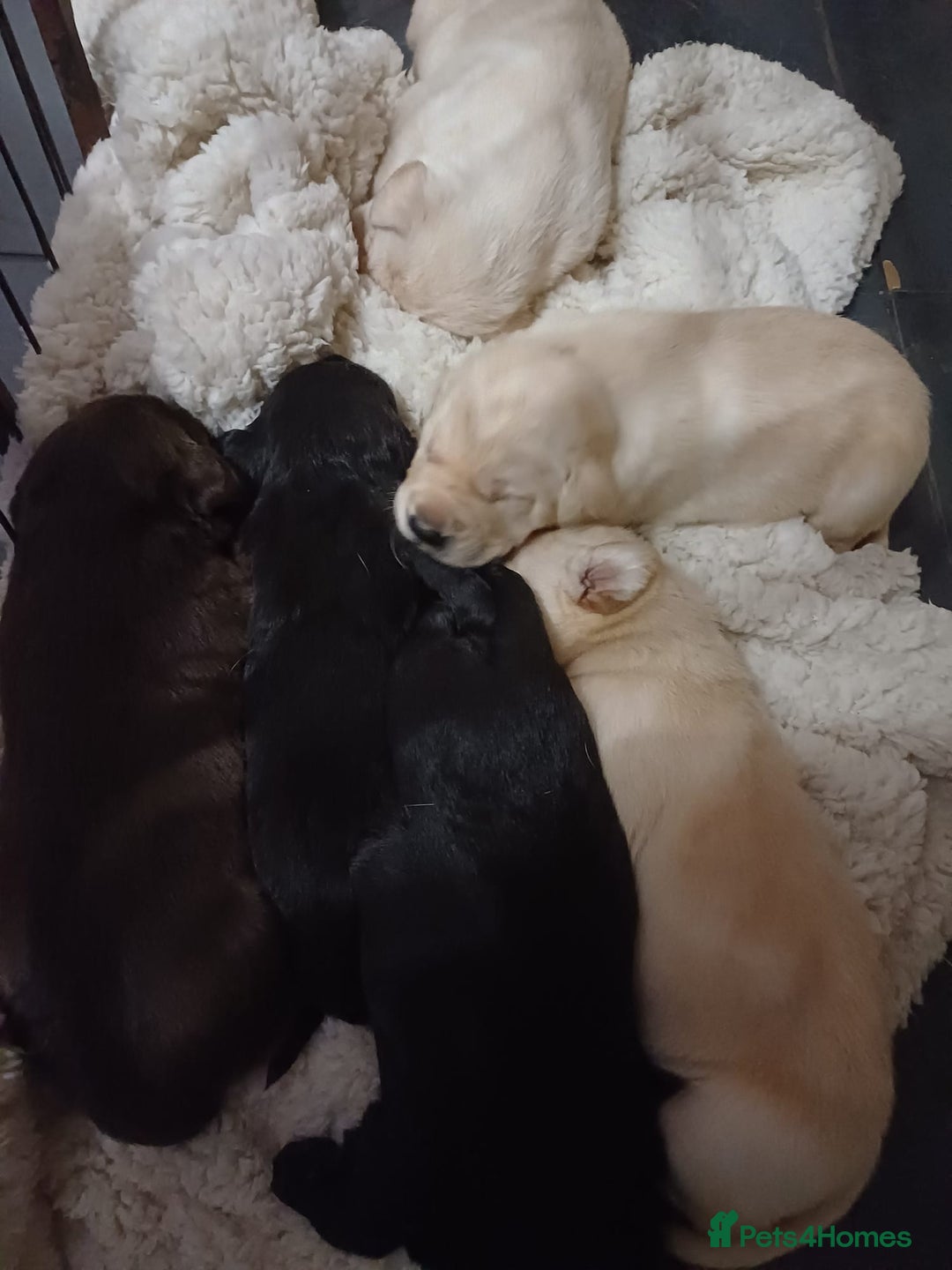 Labrador Retriever dogs for sale: PUPPIES 🐶 🐾  - Advert 10