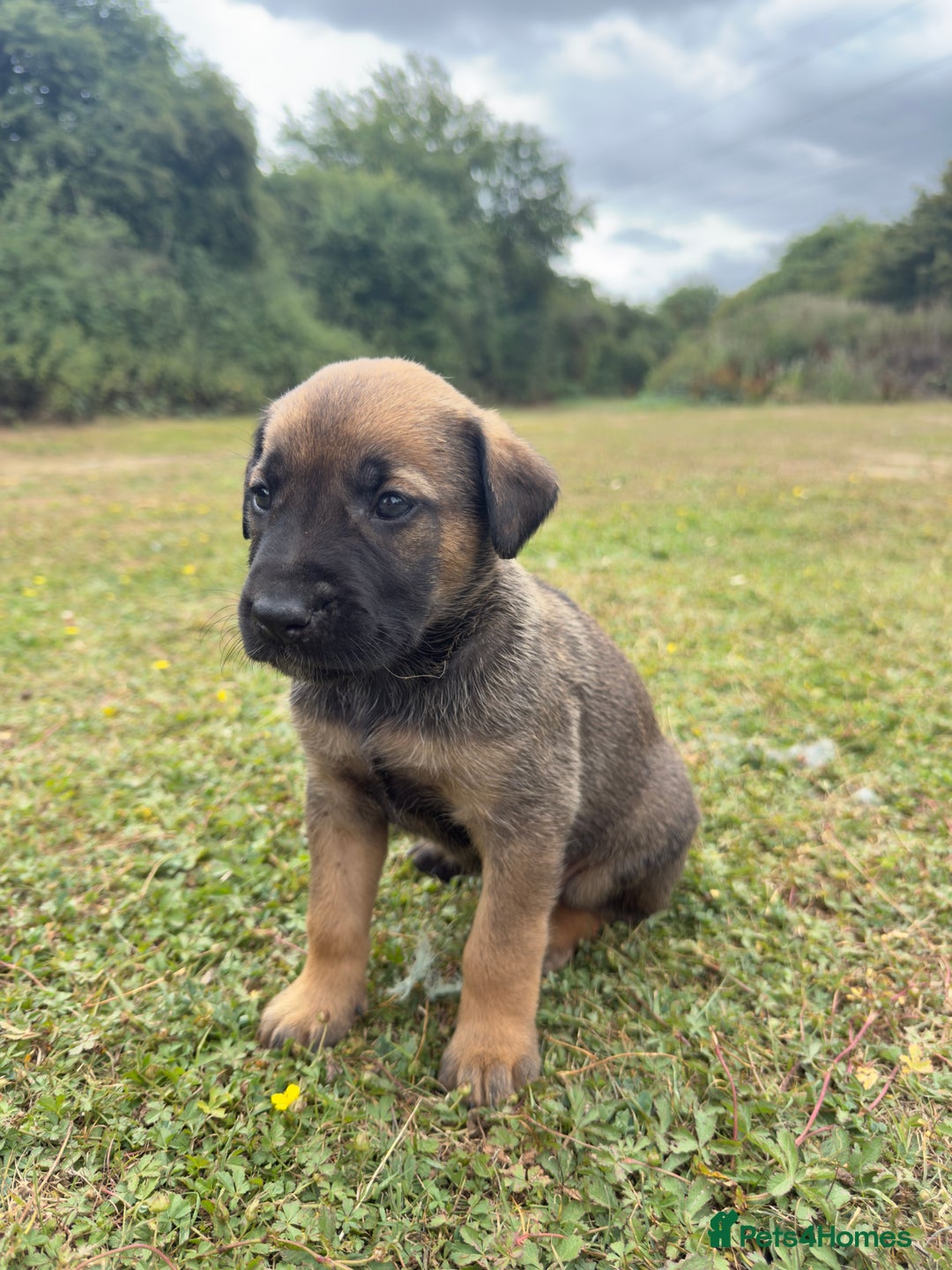 Belgian Shepherd Dog dogs for sale: Stunning Dutch Herder x Alano Español Pups  - Image 17