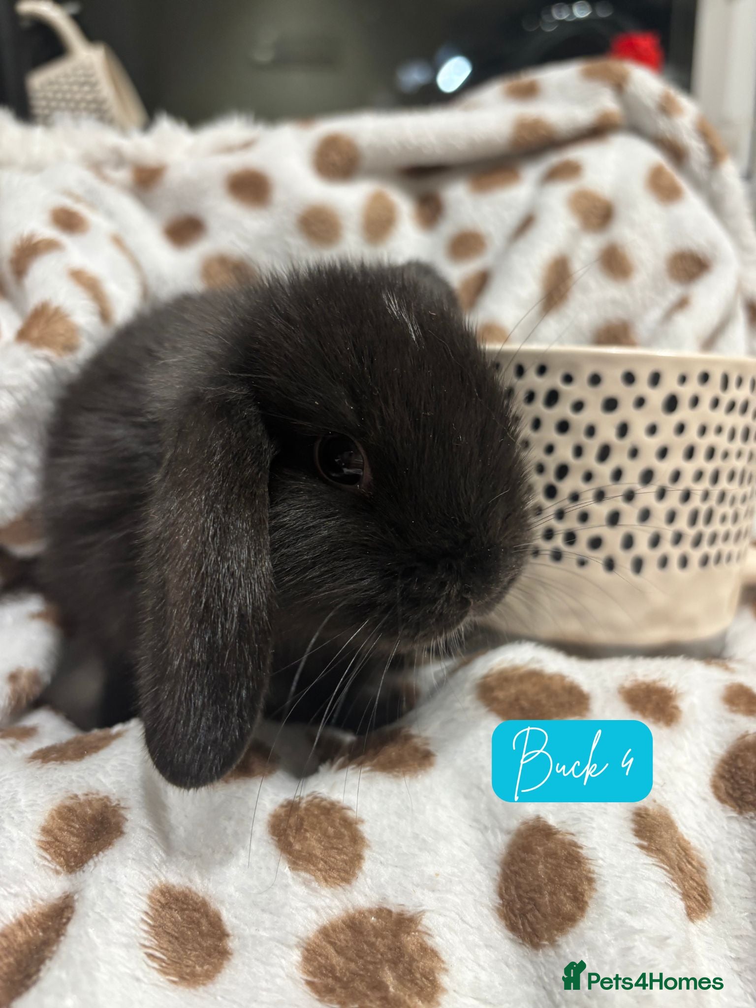 Mini Lop rabbits Only buck number 3&4 left - 4 baby mini lops 💙🩵 - Advert 2