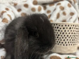 Mini Lop rabbits Only buck number 3&4 left - 4 baby mini lops 💙🩵 - Advert 2