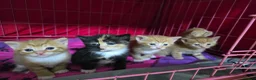 Domestic Shorthair cats for sale: 5 beautiful kittens for sale! Ginger and Calico in Nottingham - Advert 8