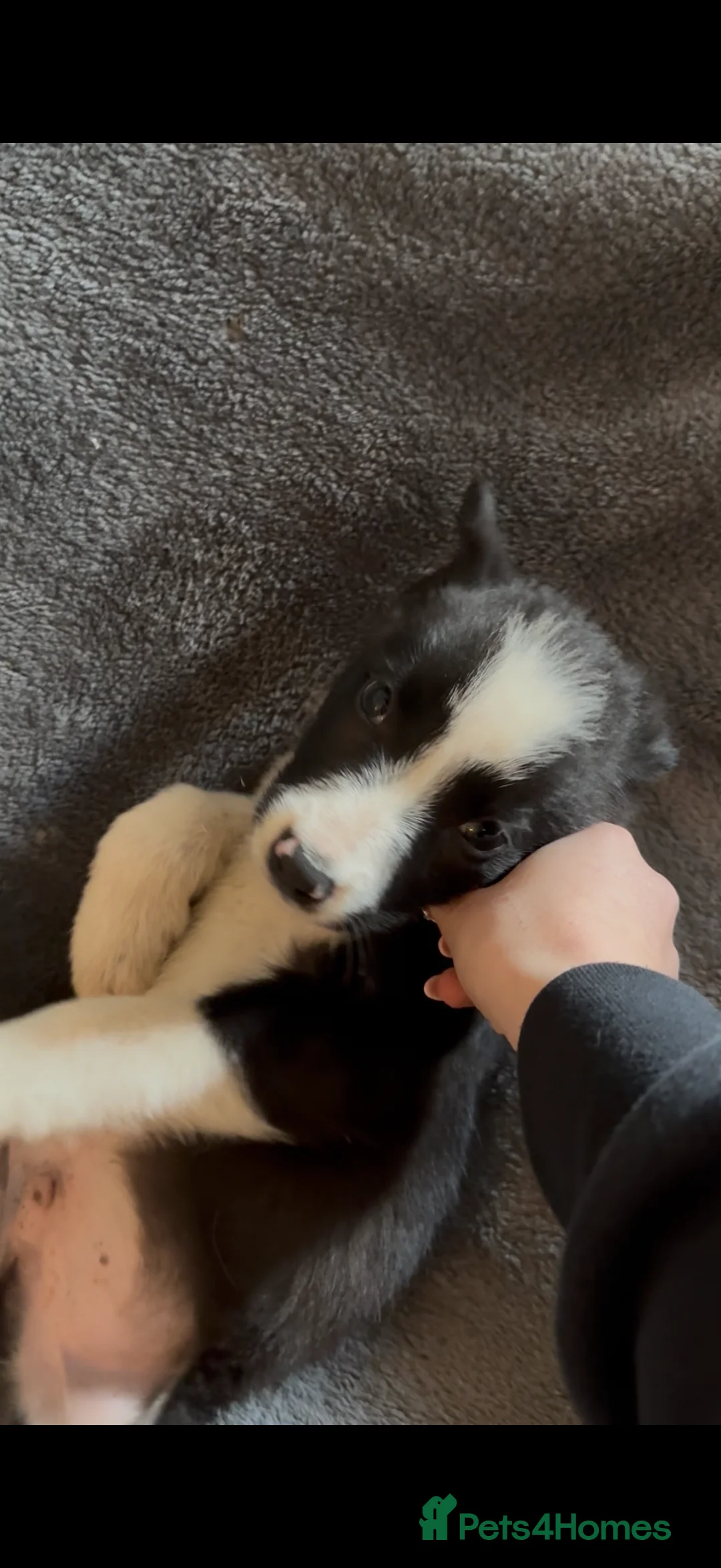 Border Collie dogs for sale: Short Haired Border Collie Pups  - Advert 10