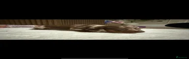 Miniature Dachshund Puppy 3