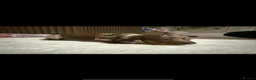 Miniature Dachshund dogs for sale: Mini dashund puppies  in Basingstoke - Advert 5