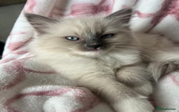 Ragdoll cats for sale: Ragdoll kittens  - Image 8