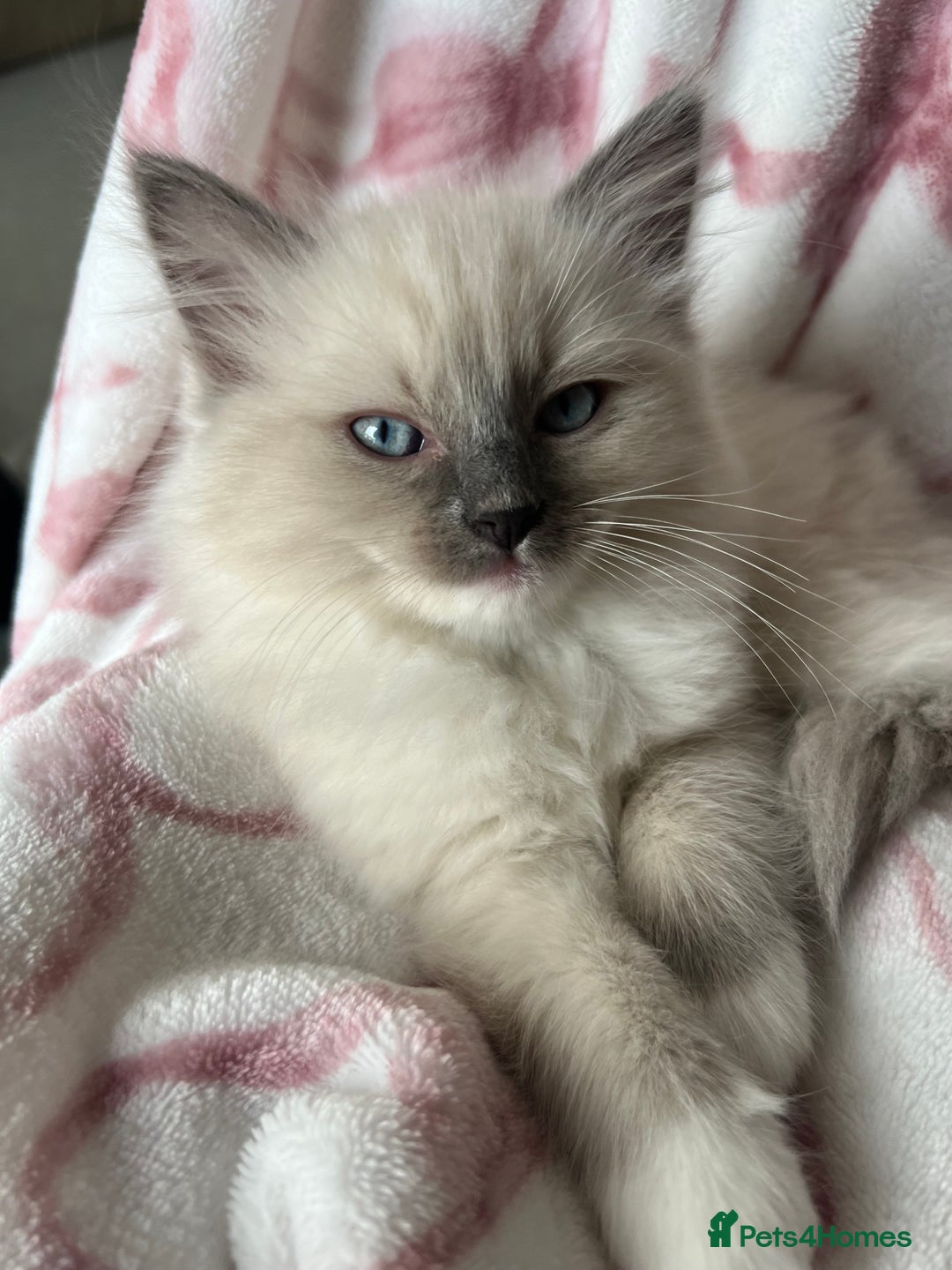 Ragdoll cats for sale: Ragdoll kittens  - Image 8