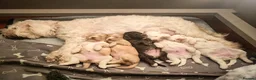 Cockapoo dogs for sale: Stunning F2 Cockapoo Puppies  in Saltburn-by-the-Sea - Advert 3