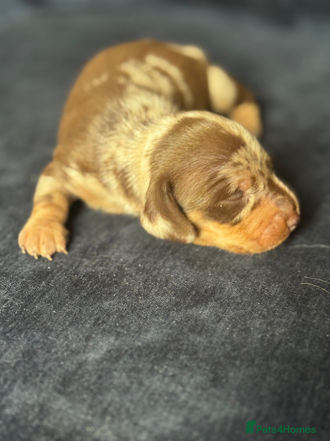 Miniature Dachshund dogs for sale: Miniature dachshund puppies  - Image 6