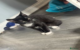 Mixed Breed cats for sale: 3 beautiful kitty’s 🥹 - Image 7