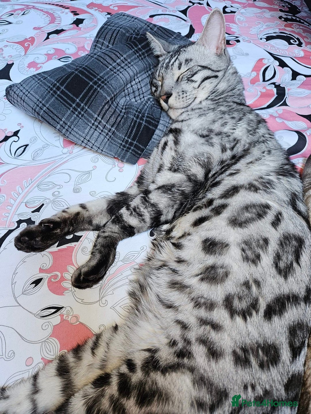 Bengal cats for sale: Sensational Silver Bengal boy requires new family  - Image 7