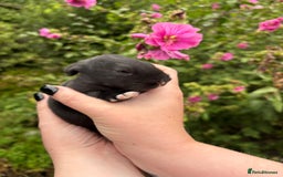 Continental Giant rabbits for sale: Black Continental Giant Rabbits - Image 1