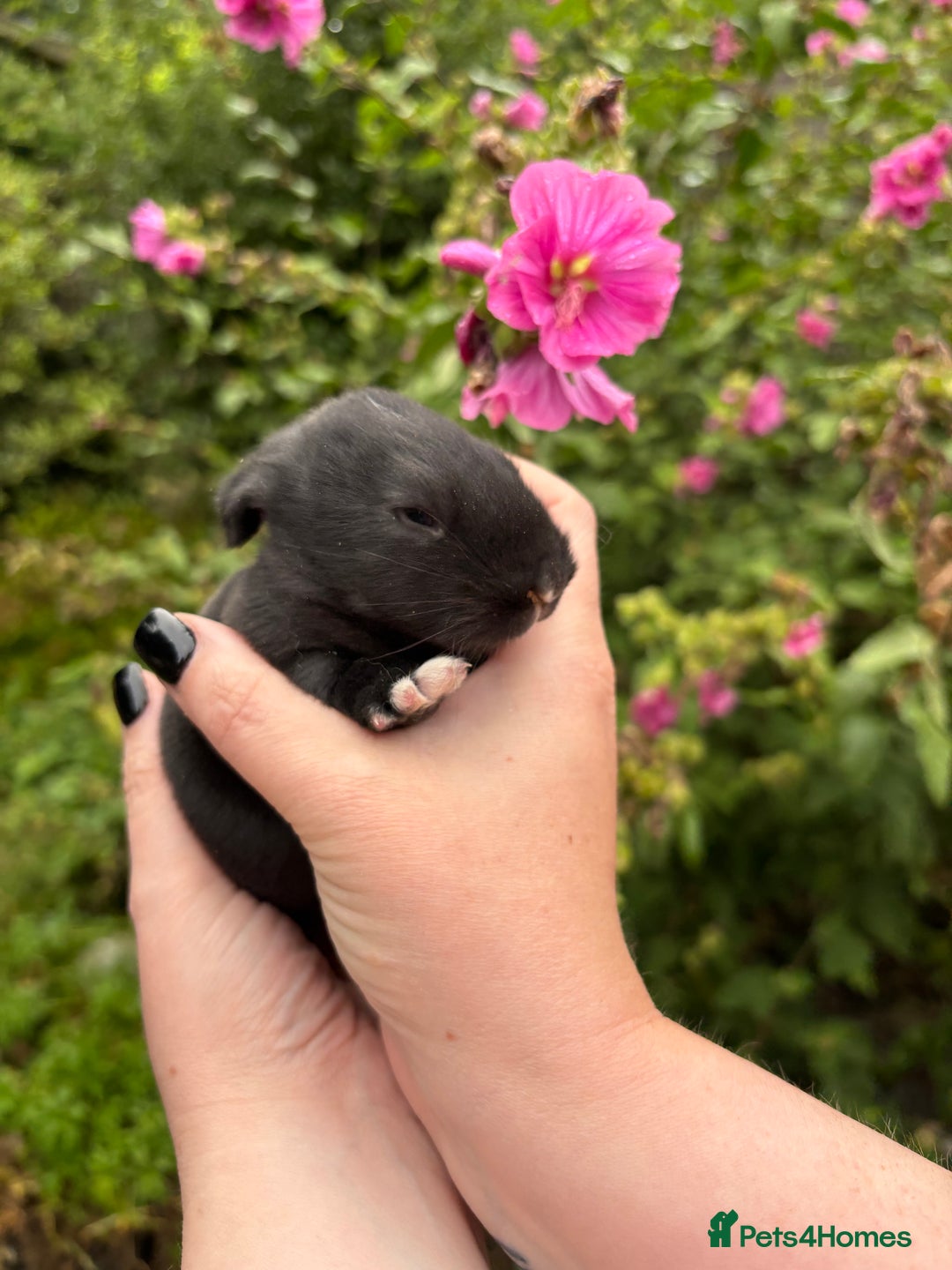 Continental Giant rabbits for sale: Black Continental Giant Rabbits - Image 1