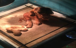 Cocker Spaniel dogs for sale: Beautiful Working Cocker Spaniel Puppies  - Image 4