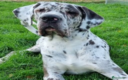 Great Dane dogs for stud: KC Reg - Proven, health tested stud  in Wisbech - Image 8