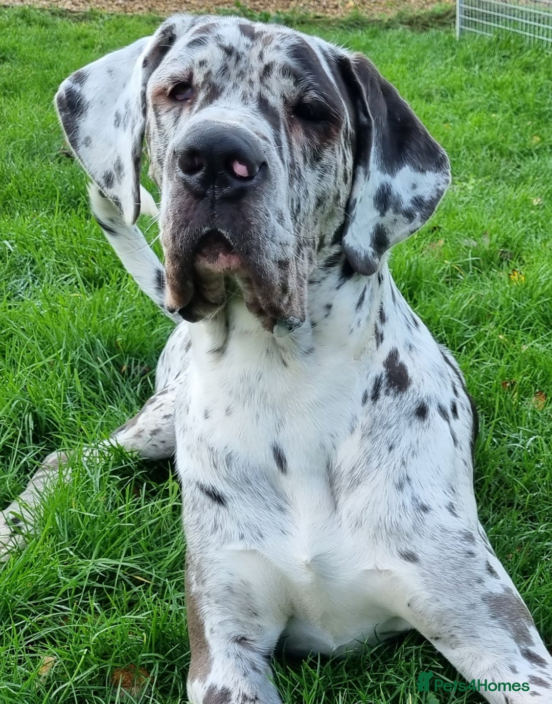 Great Dane dogs for stud: KC Reg - Proven, health tested stud  in Wisbech - Image 8