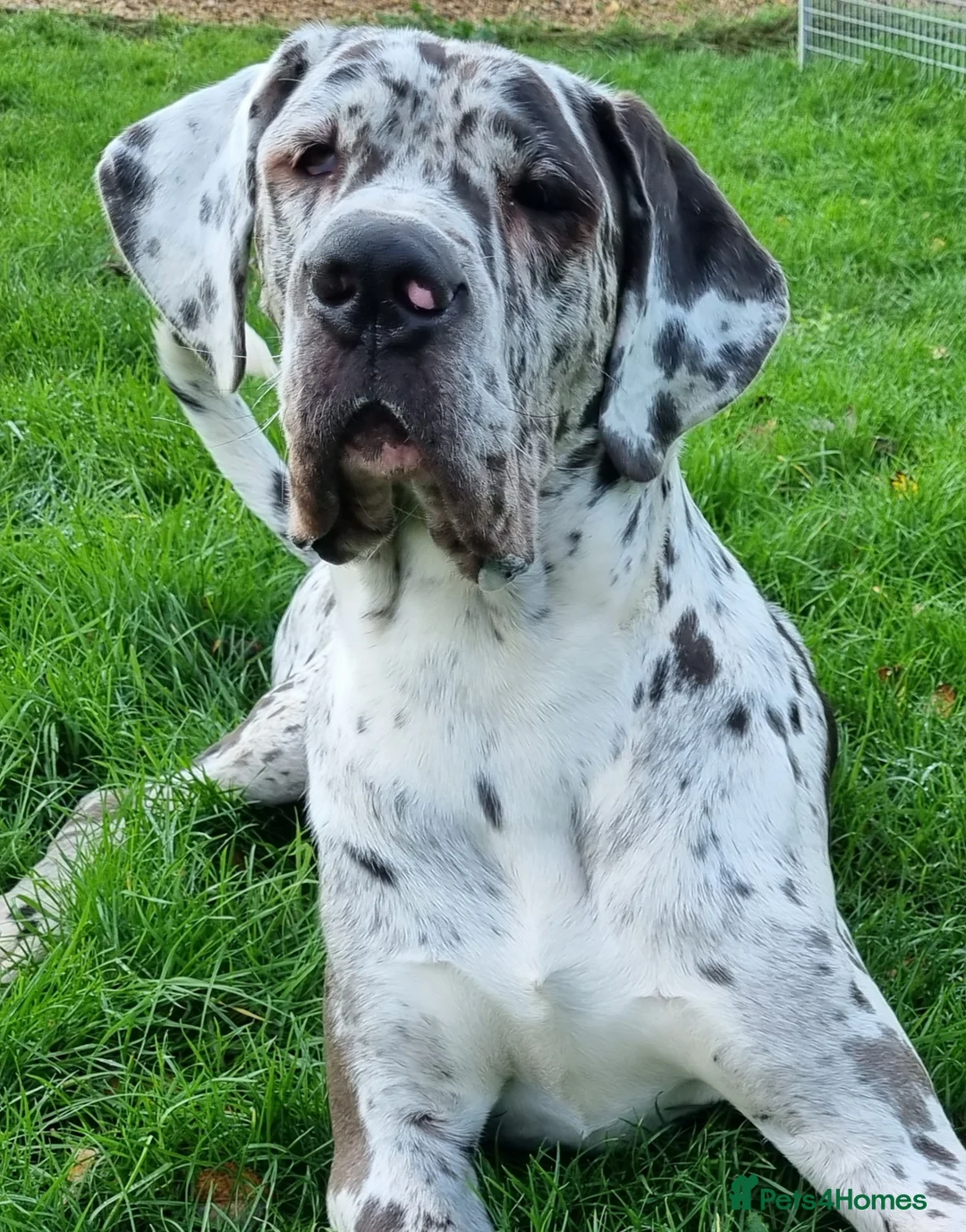 Great Dane dogs for stud: KC Reg - Proven, health tested stud  in Wisbech - Advert 8