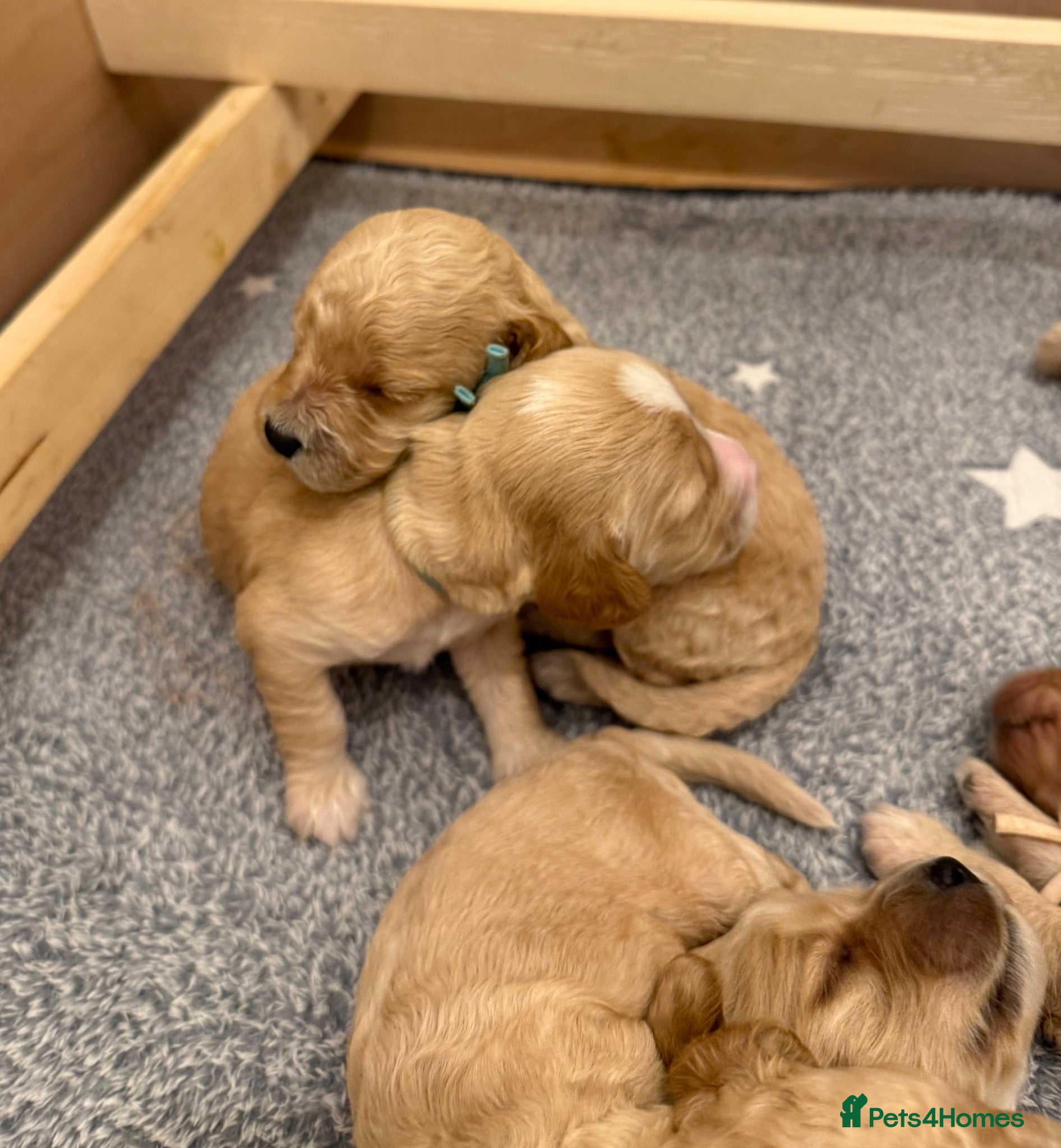 Cockapoo dogs ✨ Exceptional F2 Miniature Cockapoo Puppies ✨ - Advert 9