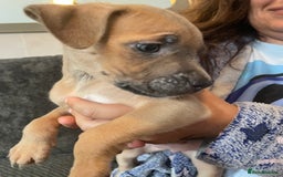 Mixed Breed dogs for sale: Presa canairo x American bulldog  - Image 4