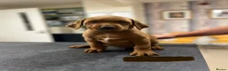 Labrador Retriever dogs for sale: Fully Health Tested, Outstanding Dark Red Puppies - Advert 15