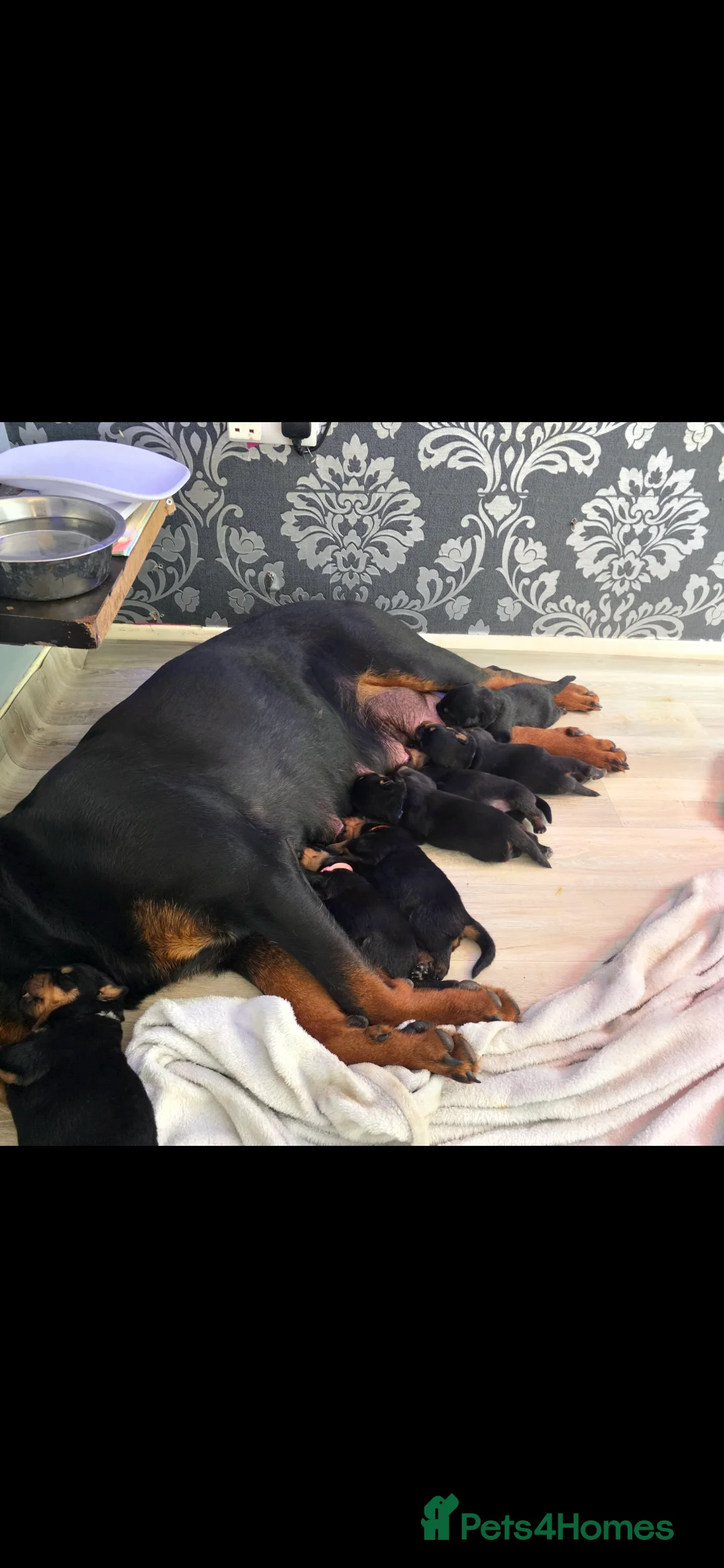 Rottweiler dogs for sale: rottweilers... - Advert 2