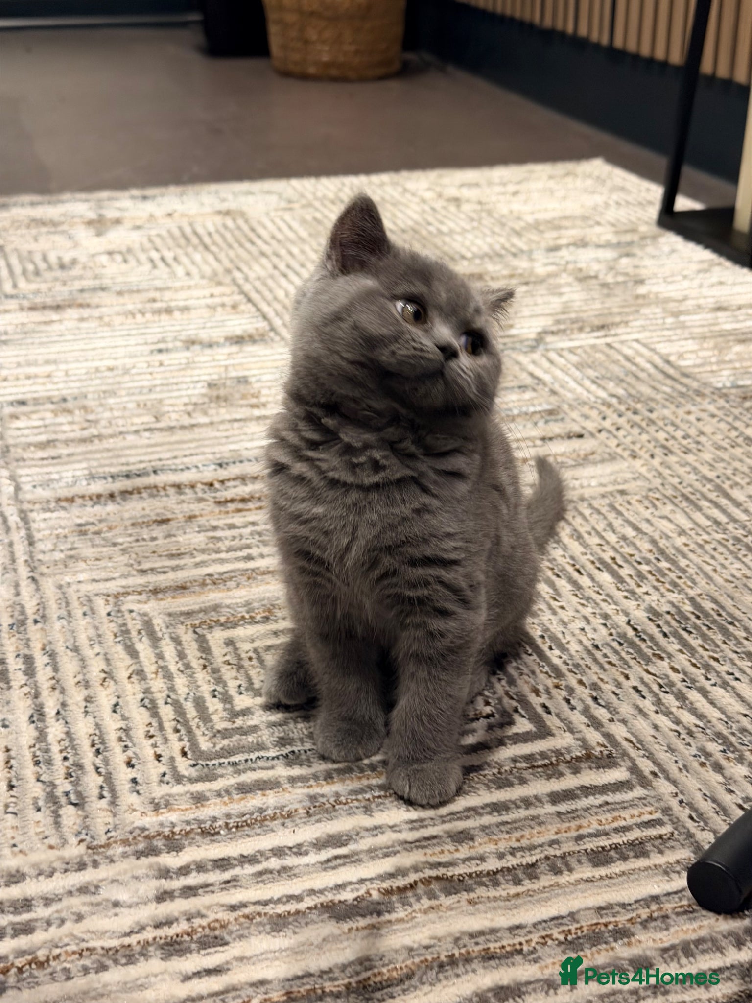 British Shorthair cats Perfect,Adorable,Playful,British Short Hair Kitten - Advert 1