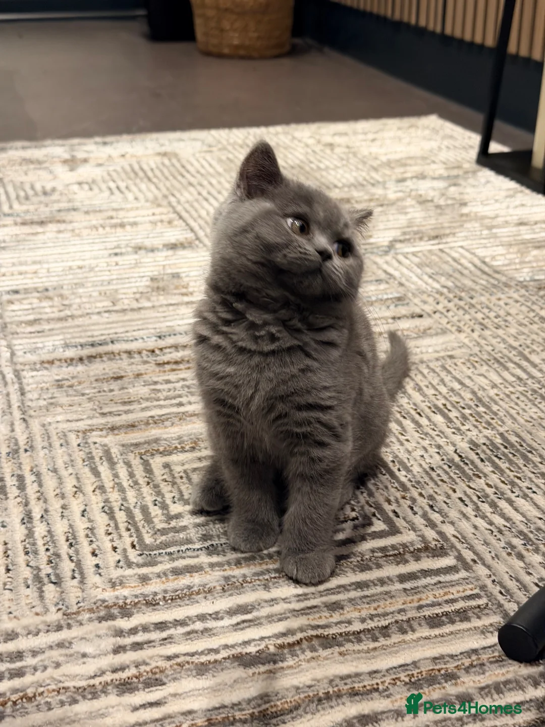 British Shorthair cats for sale: Perfect,Adorable,Playful,British Short Hair Kitten - Advert 1