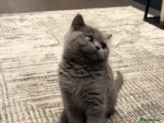 British Shorthair cats Perfect,Adorable,Playful,British Short Hair Kitten - Advert 1