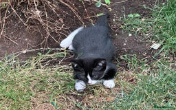 Mixed Breed cats for sale: Three kittens  - Image 15