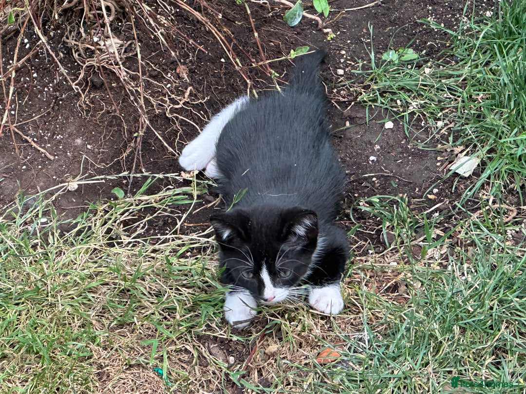 Mixed Breed cats for sale: Three kittens  - Image 15