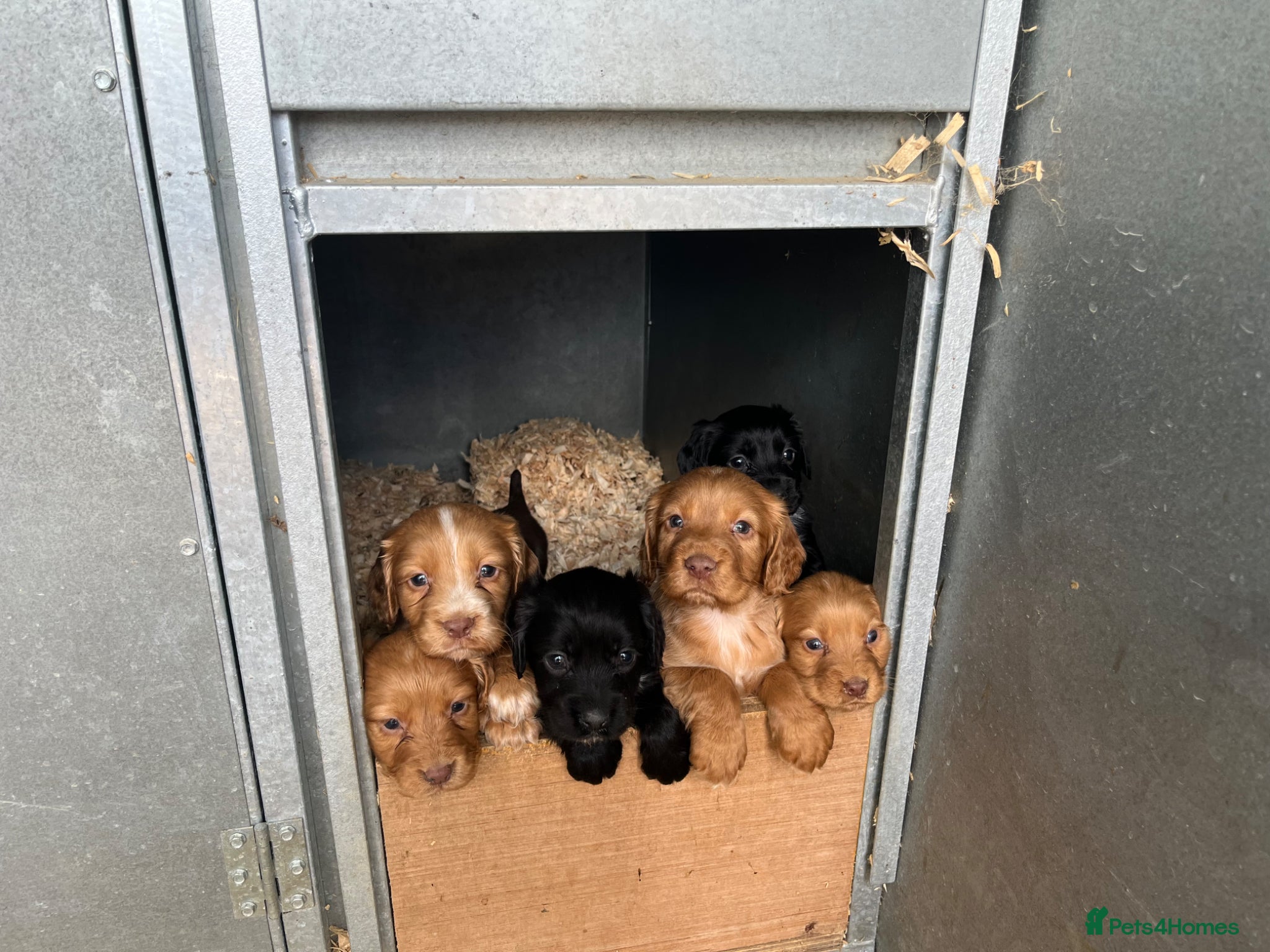 Cocker Spaniel dogs Working Black Cocker Spaniel Pup Full of Character - Advert 1