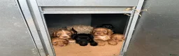 Cocker Spaniel dogs for sale: Stunning litter of cocker spaniels pups  in Ruthin - Advert 5