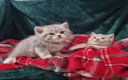 British Shorthair cats for sale: Blue & stripy, boys & girls ava British shorthairs in Eastbourne - Image 32