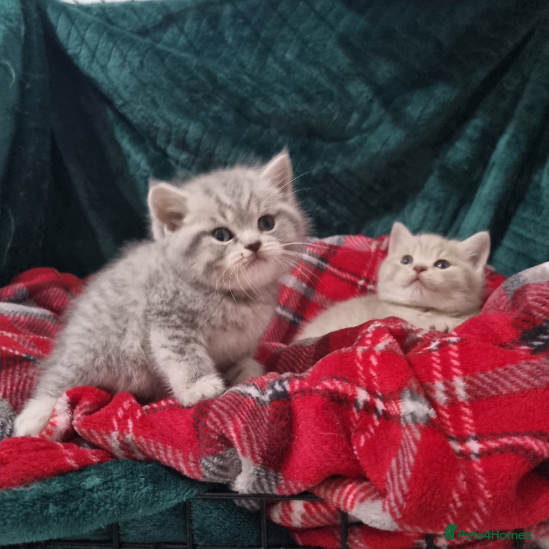 British Shorthair cats for sale: Blue & stripy, boys & girls ava British shorthairs in Eastbourne - Image 32