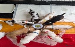 Cocker Spaniel dogs for sale: KC REG Showtype Cocker Spaniel LAST PUP ready 3/8 - Image 38