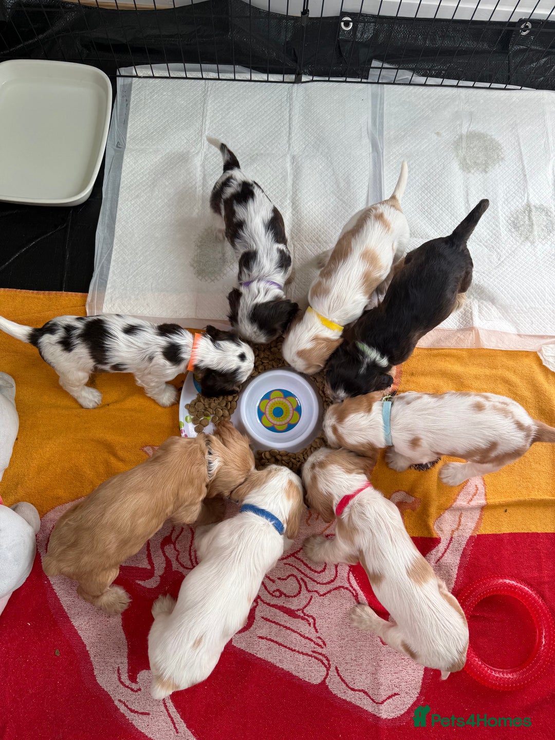Cocker Spaniel dogs for sale: KC REG Showtype Cocker Spaniel LAST PUP ready 3/8 - Image 38