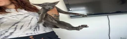 Oriental cats for sale: Oriental GCCF ACTIVE Blue Female adult - Advert 7