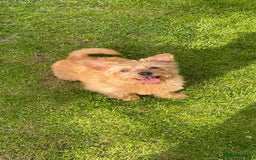 Norfolk Terrier dogs for sale: Norfolk Terrier Puppies  - Image 7