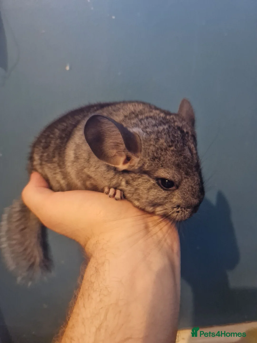 Chinchilla rodents for sale: Very friendly male chinchilla - Advert 2